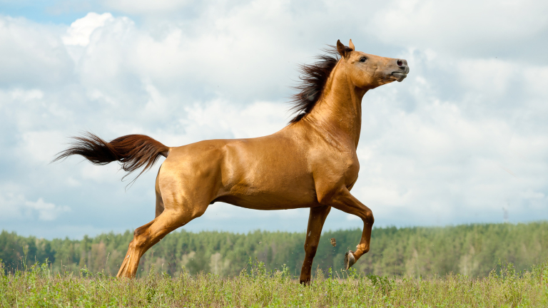 Trots als een paard diploma verpleegkundige