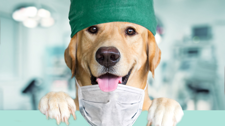 Operatiekamer-anesthesie-assistent-enthousiasme-labrador