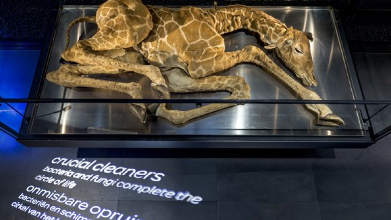 Girafje Micropia Museum Artis 