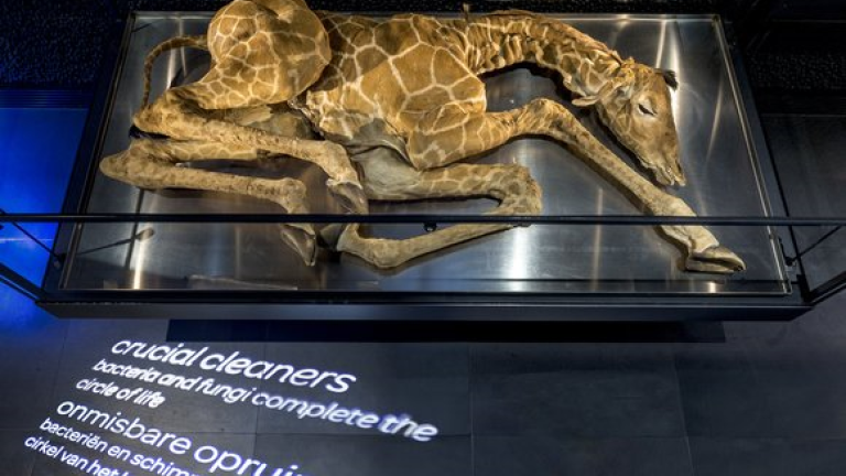 Girafje Micropia Museum Artis