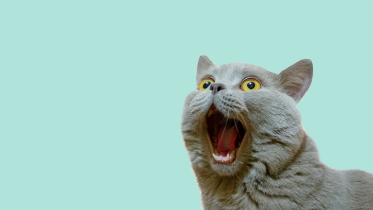 kater-tips