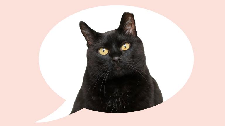 Zeeuwse Zuster-zwarte kat