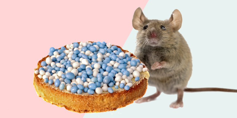 traditie-beschuit-met-muisjes-oorsprong