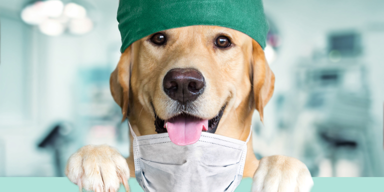 Operatiekamer-anesthesie-assistent-enthousiasme-labrador