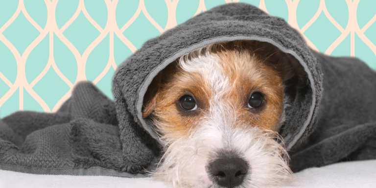 Blog-Ineke-hond-bewoner-verpleeghuis