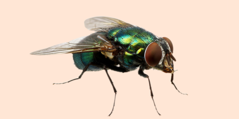 Blog-lichaamvreemde-voorwerpen-gynaecologie