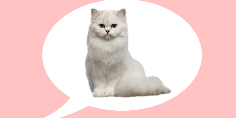 mariet-witte-kat