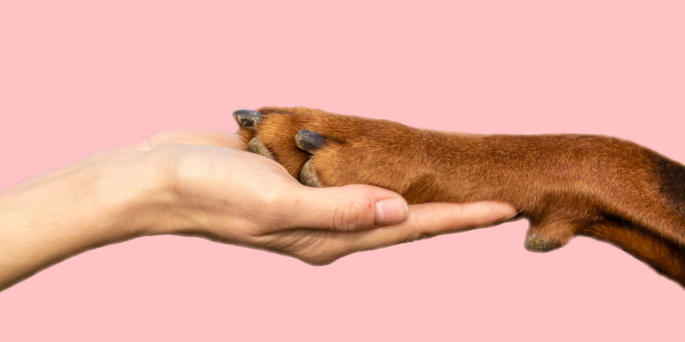 toos-hond