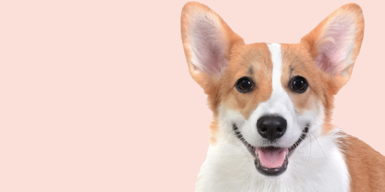 maaike-hond