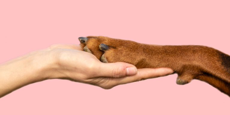 toos-hond-inslapen