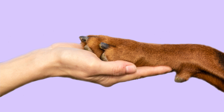 toos-hond-operatie